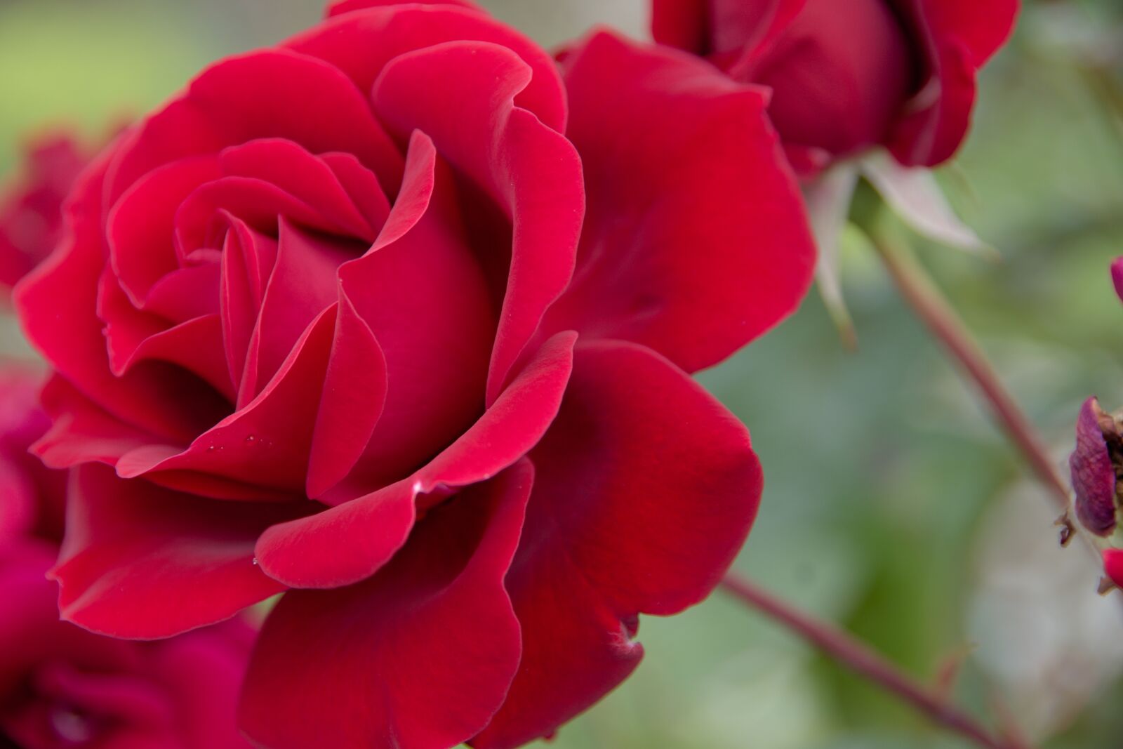 Pentax K-70 sample photo. Rose, blume, rot photography