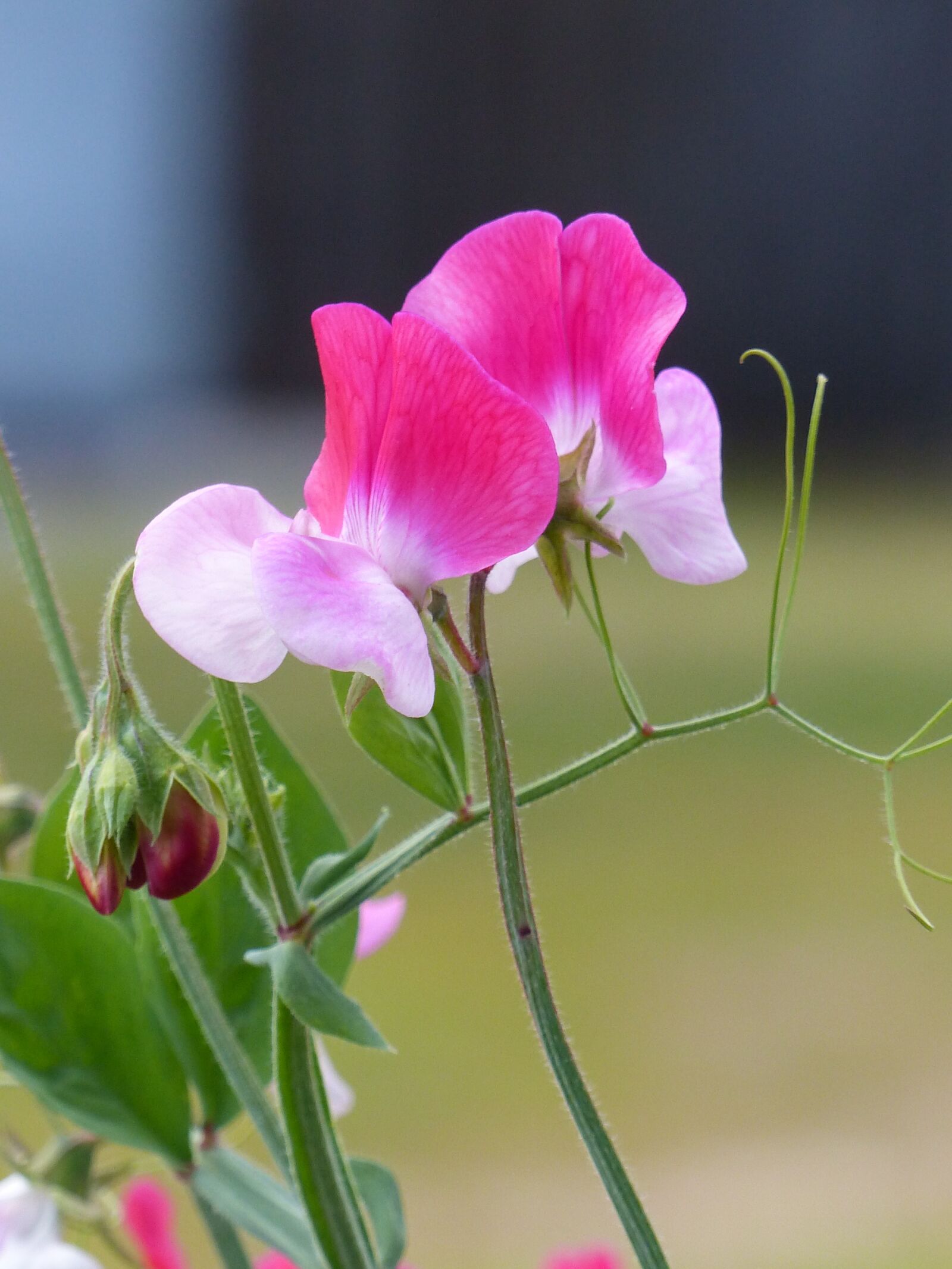 Panasonic Lumix DMC-FZ200 sample photo. Sweet pea, pink, stems photography