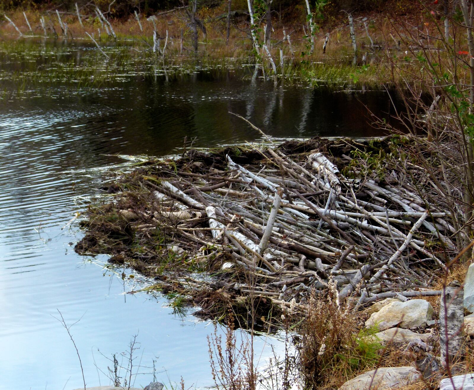 Panasonic Lumix DMC-FZ100 sample photo. Beaver, dam, pond photography
