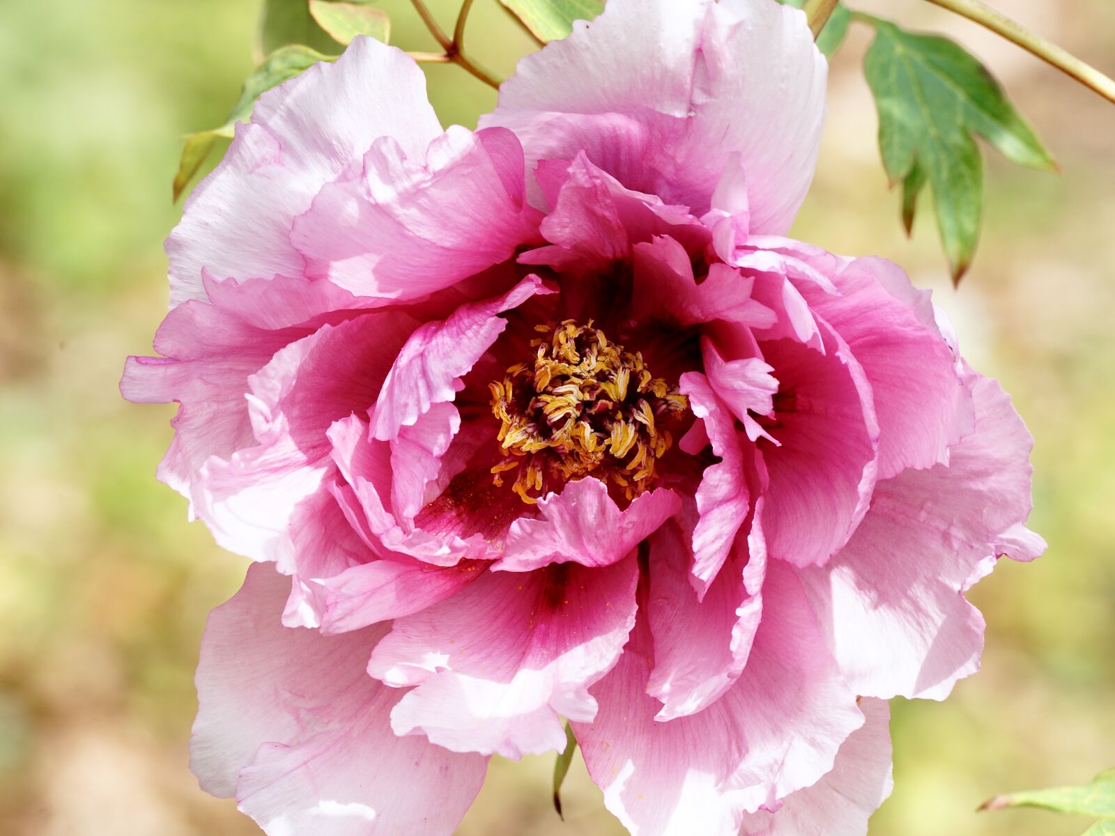 Sony DT 55-300mm F4.5-5.6 SAM sample photo. Peony, pentecost, plant photography