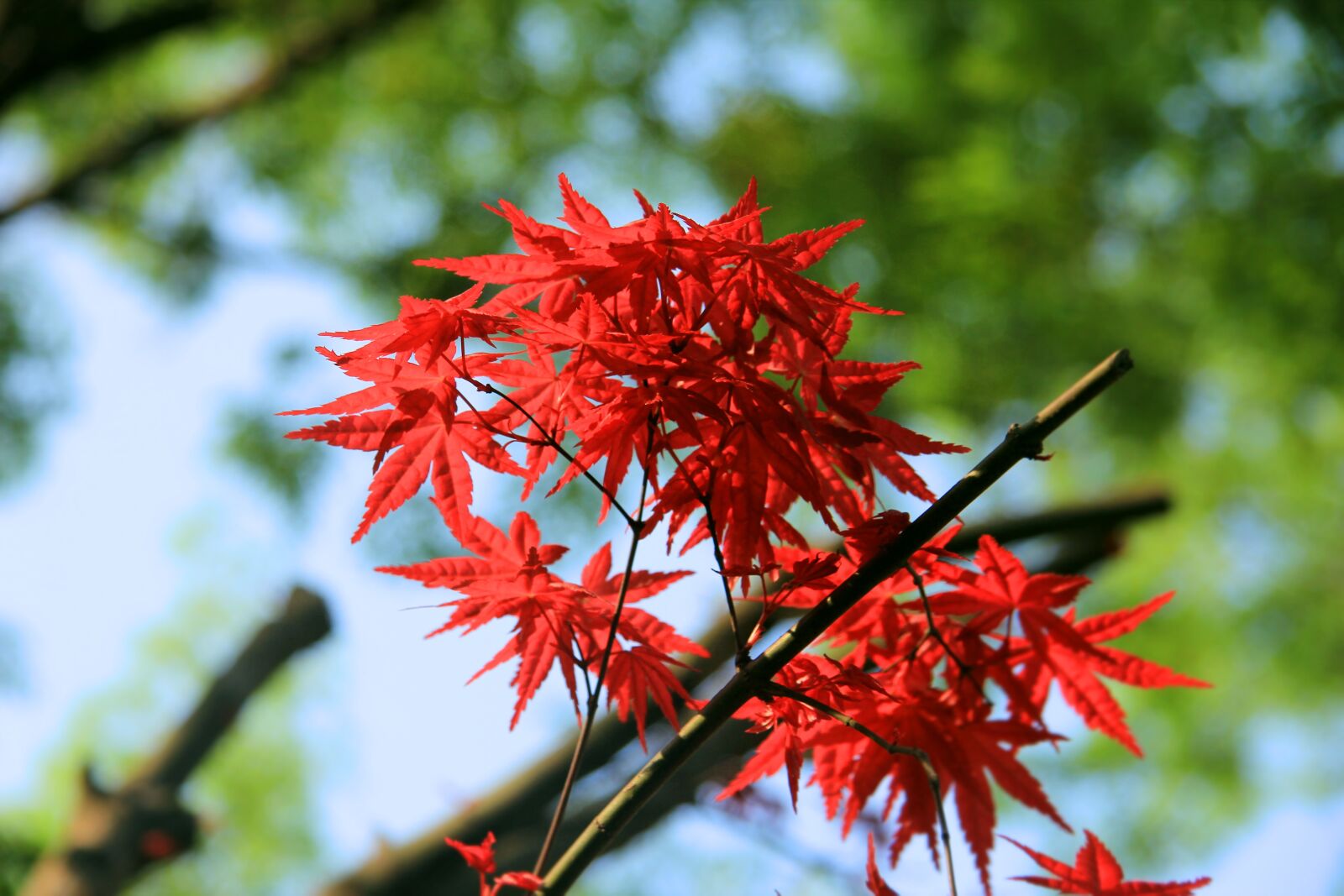 Canon EOS 60D sample photo. Maple, the leaves, red photography