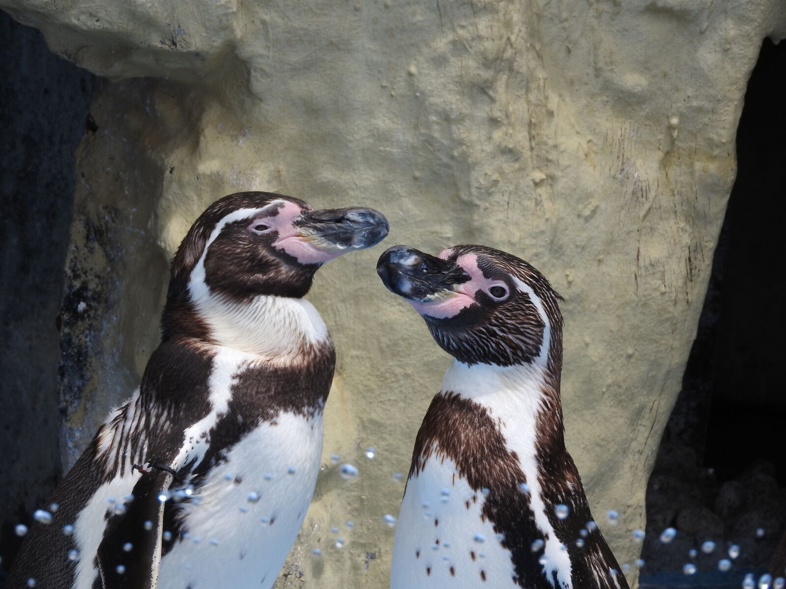Nikon Coolpix P610 sample photo. Penguin, pengin, animal photography