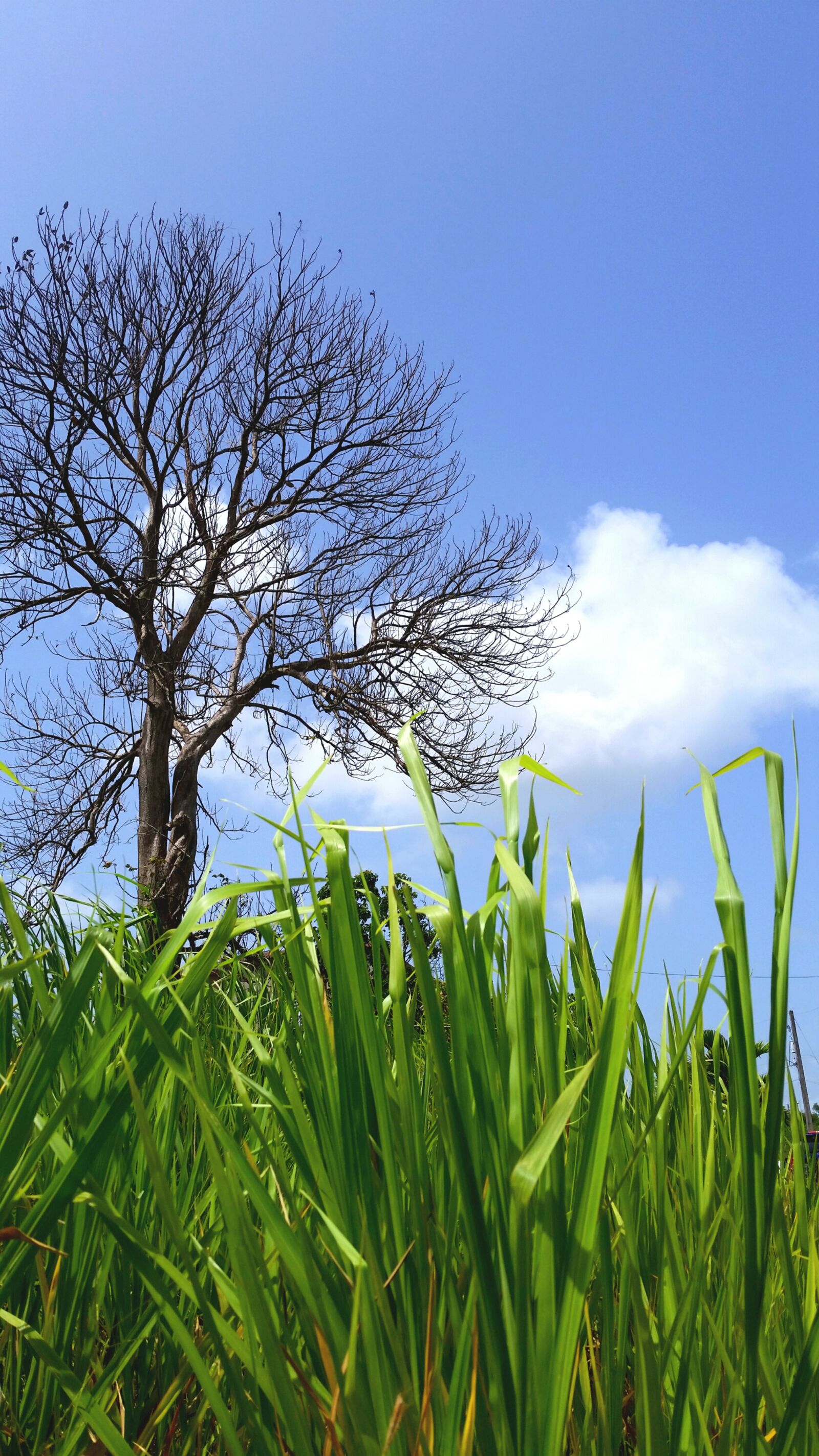 Samsung Galaxy S5 sample photo. Tree, nature, sky photography