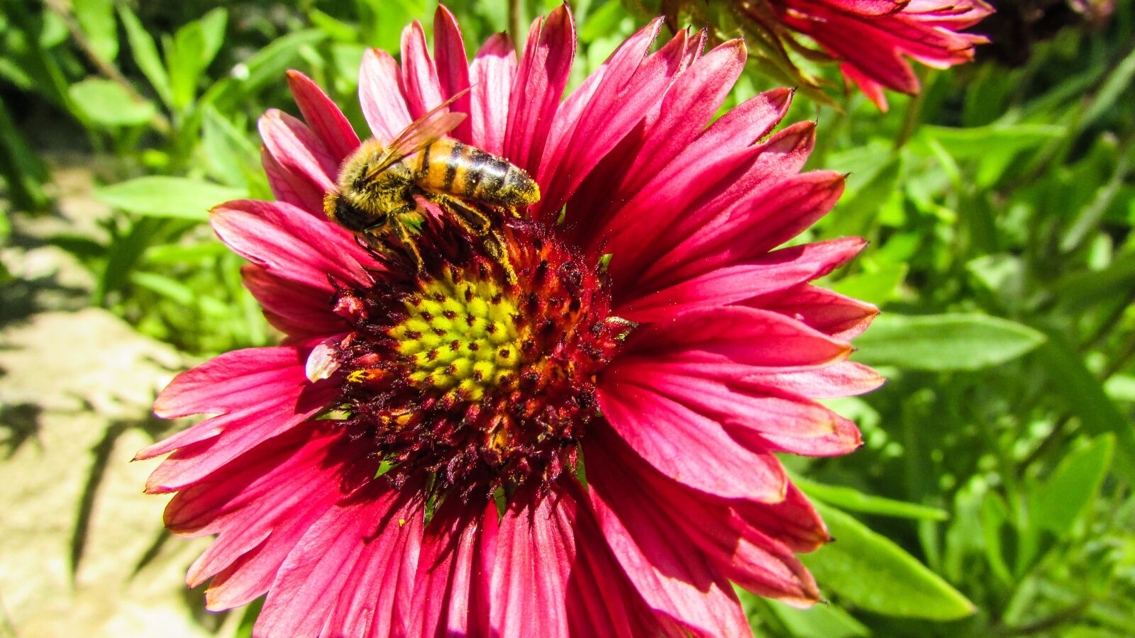 Canon PowerShot SX400 IS sample photo. Flower, bee, spring photography