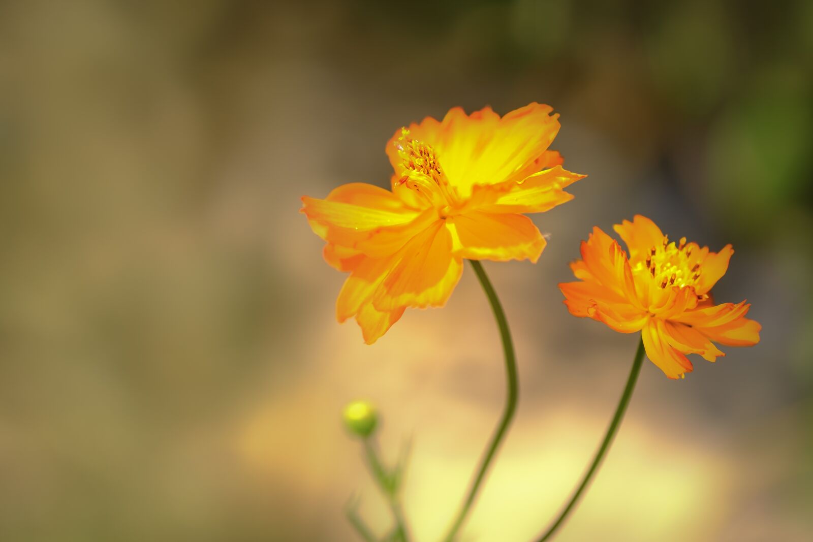 Fujifilm XF 60mm F2.4 R Macro sample photo. Orange, sun, petals photography