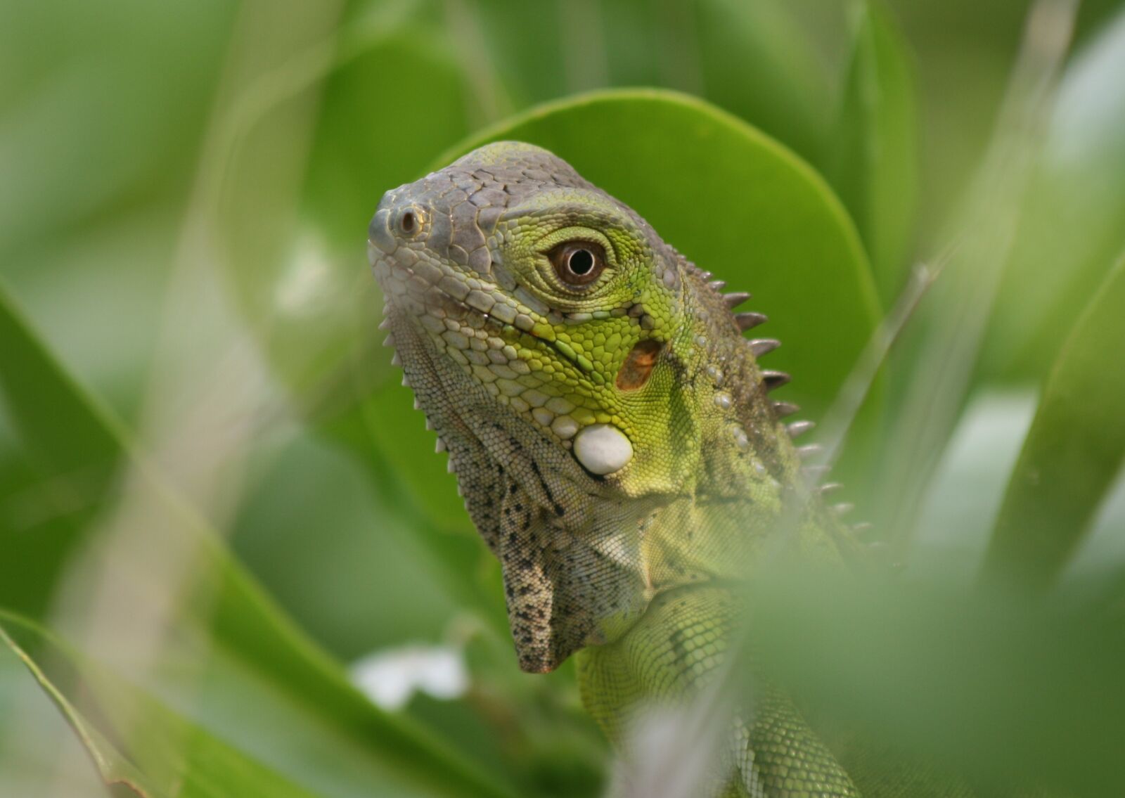 Canon EOS 400D (EOS Digital Rebel XTi / EOS Kiss Digital X) sample photo. Iguana, reptile, bonaire photography