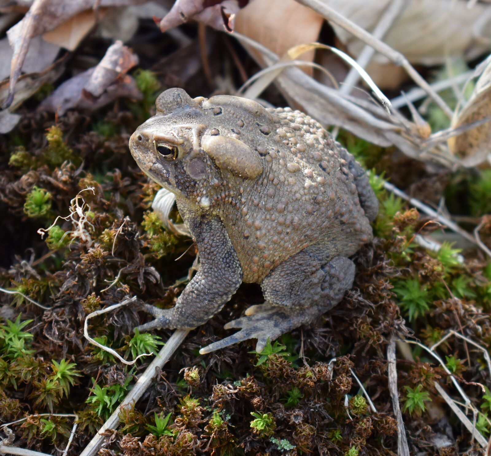 Nikon D3300 sample photo. Common toad, toad, amphibian photography