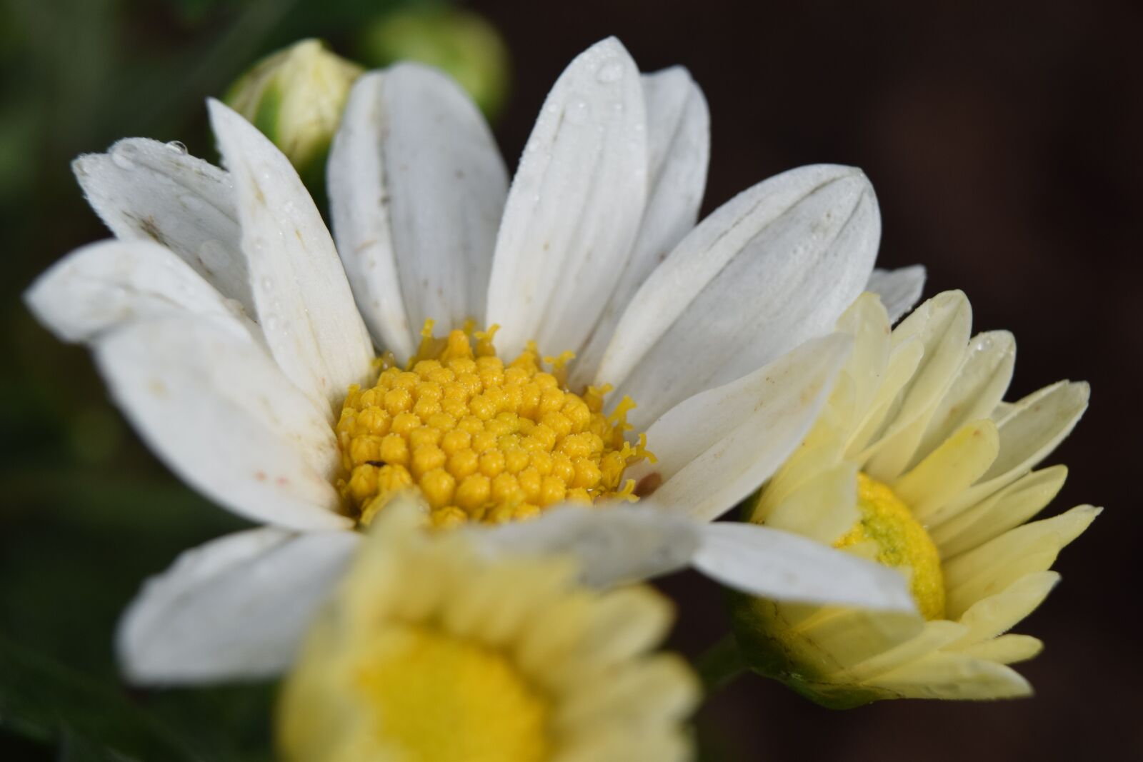 Nikon D5300 sample photo. Spring, flowers, nature photography