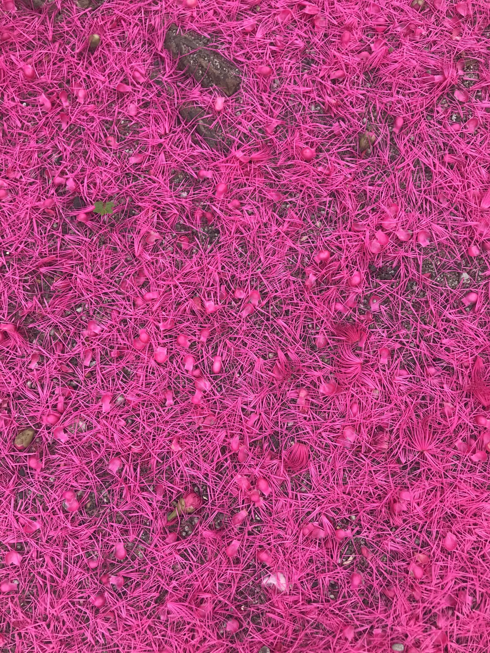 iPhone 7 back camera 3.99mm f/1.8 sample photo. Rosa, flower, texture photography