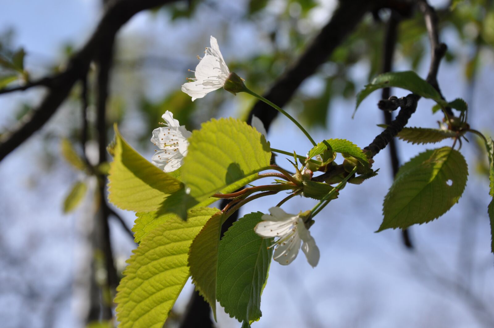 Nikon D90 sample photo. Flowers, tree, spring photography