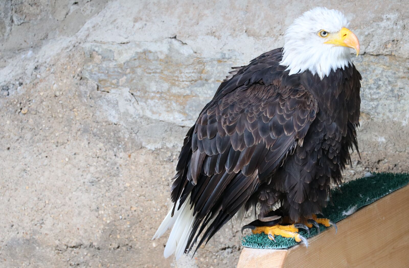 Canon EOS 80D sample photo. Bald eagle, eagle, castle photography