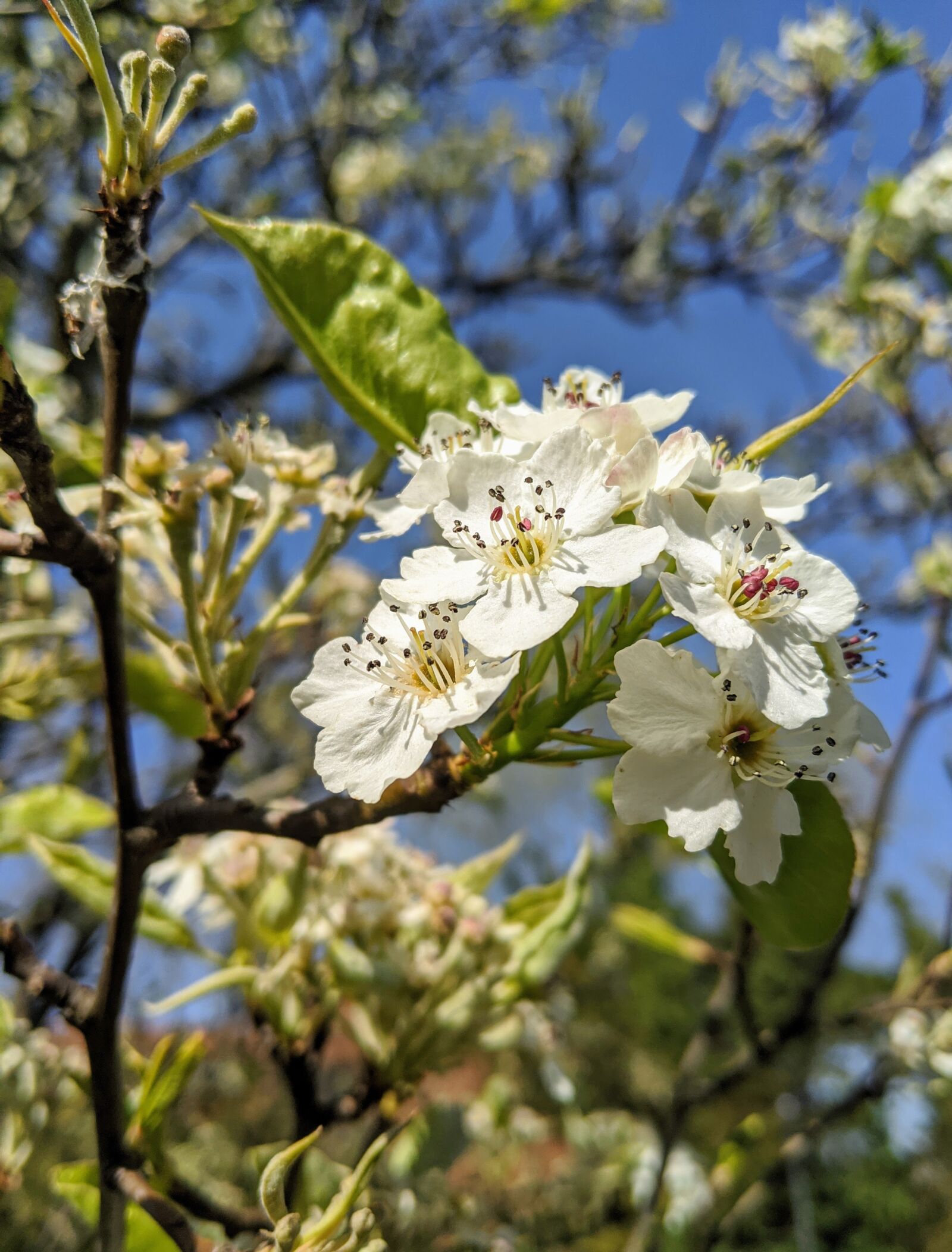 Google Pixel 3 sample photo. Flowers, spring, bush photography
