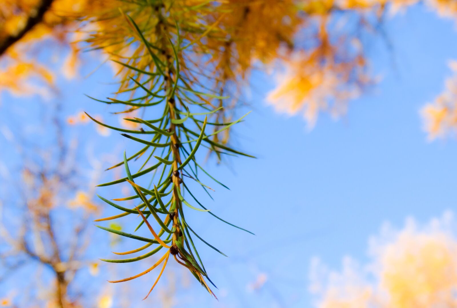 Sony Cyber-shot DSC-HX300 sample photo. Autumn, leaf, leaves photography