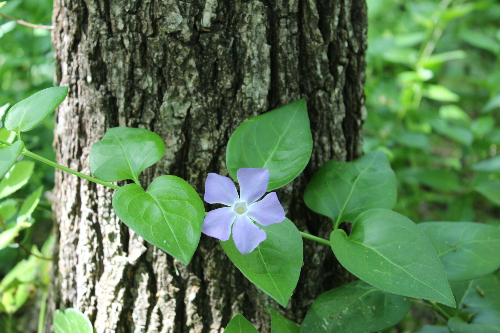 Canon EOS 1300D (EOS Rebel T6 / EOS Kiss X80) sample photo. Tree, flower, forest photography