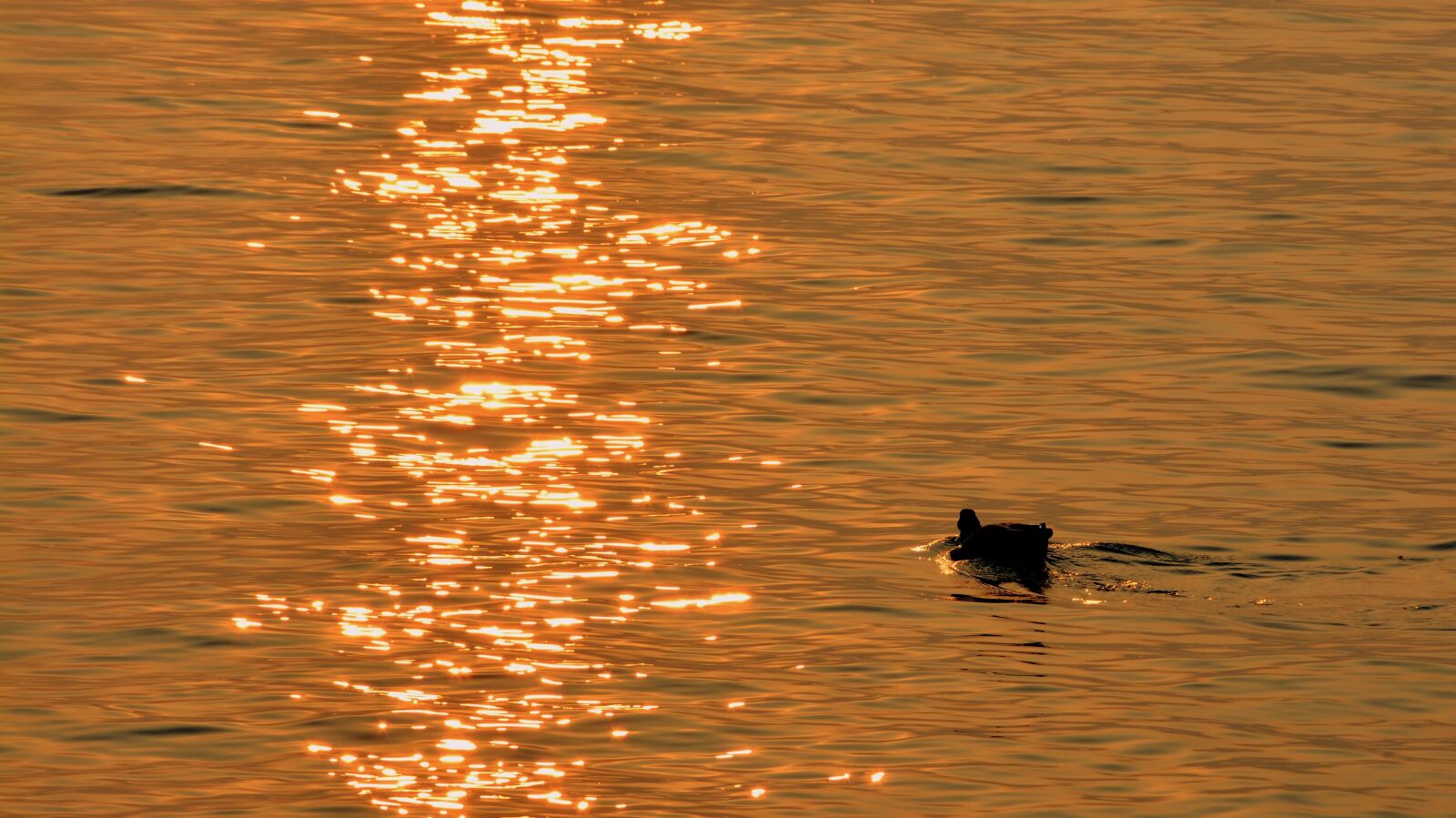 Nikon D7100 sample photo. Duck, lake, sunset photography