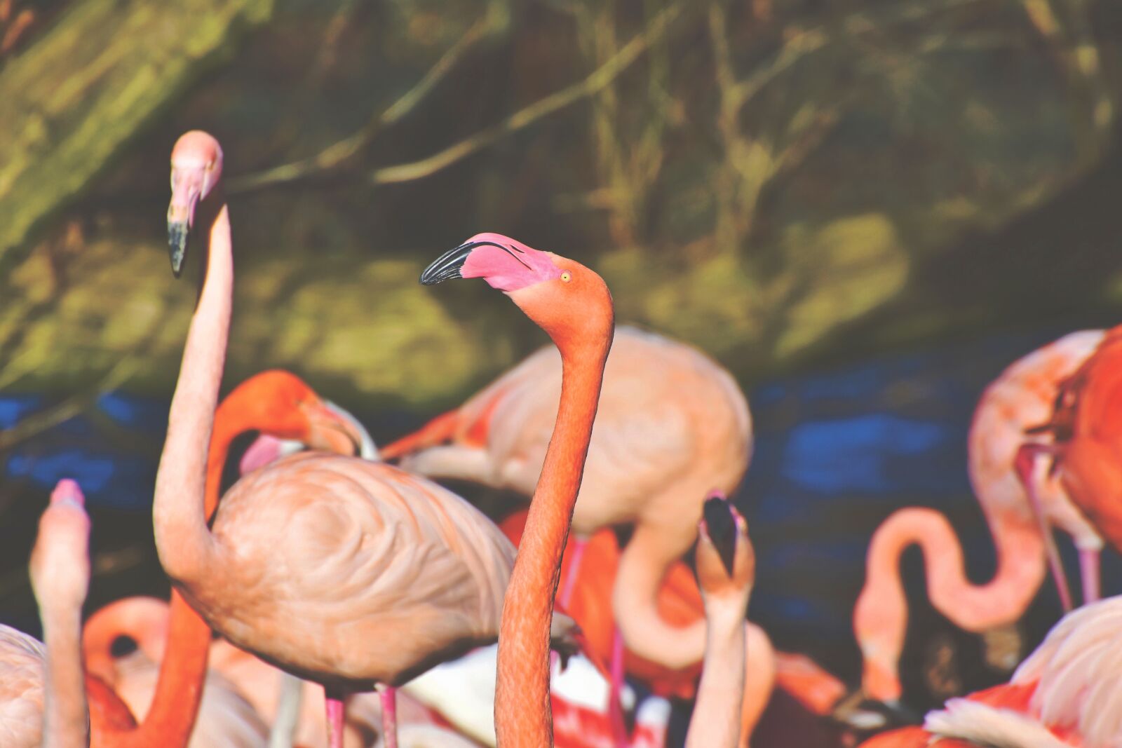 Nikon D7200 sample photo. Flamingo, white flamingo, bird photography