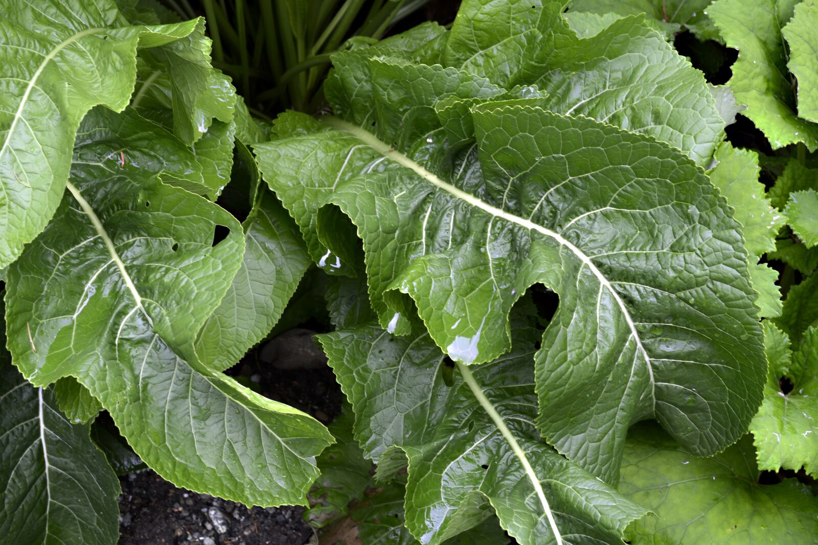 Nikon D7100 sample photo. Horseradish, root, plant photography