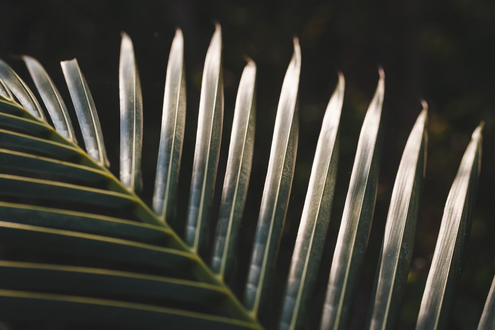Canon EF 100mm F2.8L Macro IS USM sample photo. Coconut leaf, leaf, coconut photography