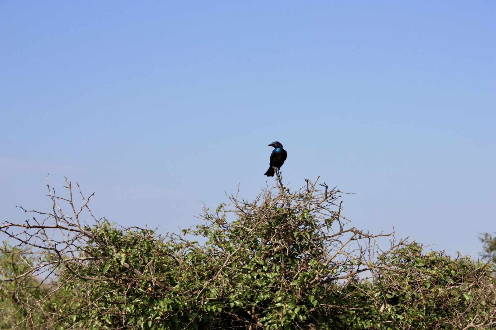 Canon EOS 450D (EOS Rebel XSi / EOS Kiss X2) sample photo. Bobolink, bird, birding photography