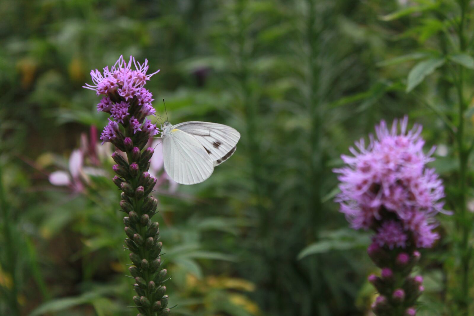 Canon EOS 500D (EOS Rebel T1i / EOS Kiss X3) sample photo. Flowers, butterfly, nature photography