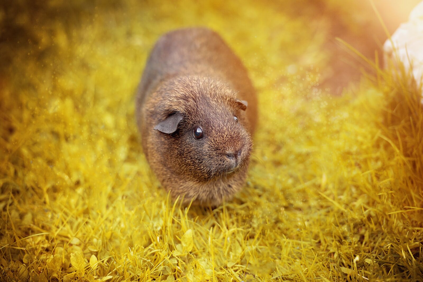 Nikon D750 sample photo. Smooth hair, guinea pig photography