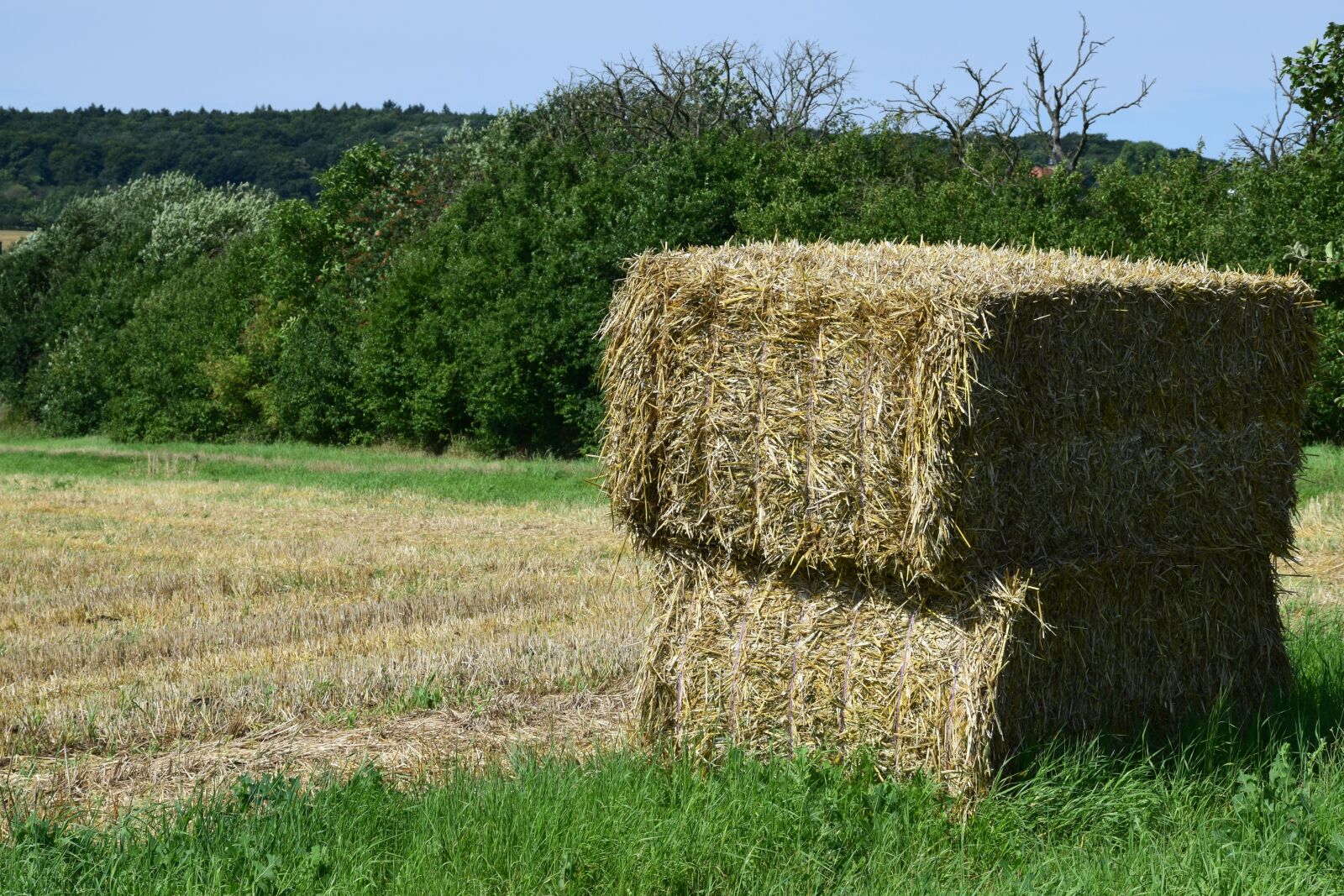 Nikon D3300 sample photo. Harvest, straw, harvested photography