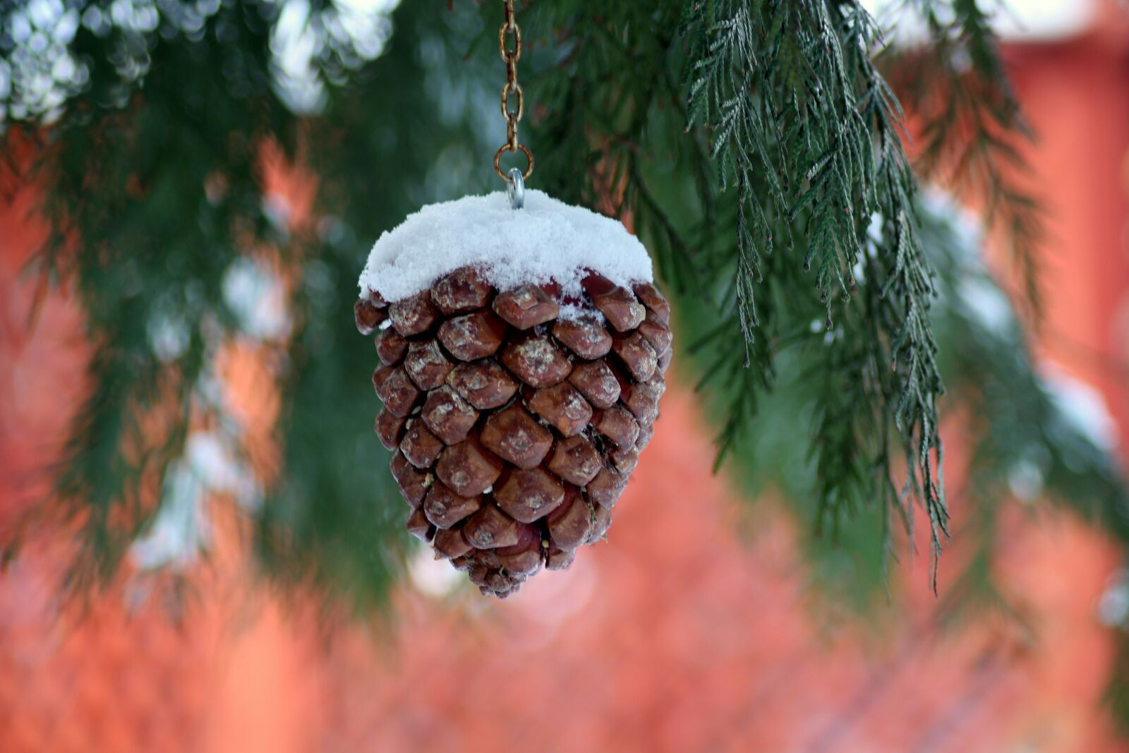 Canon EOS 1200D (EOS Rebel T5 / EOS Kiss X70 / EOS Hi) sample photo. Pine cone, food for photography