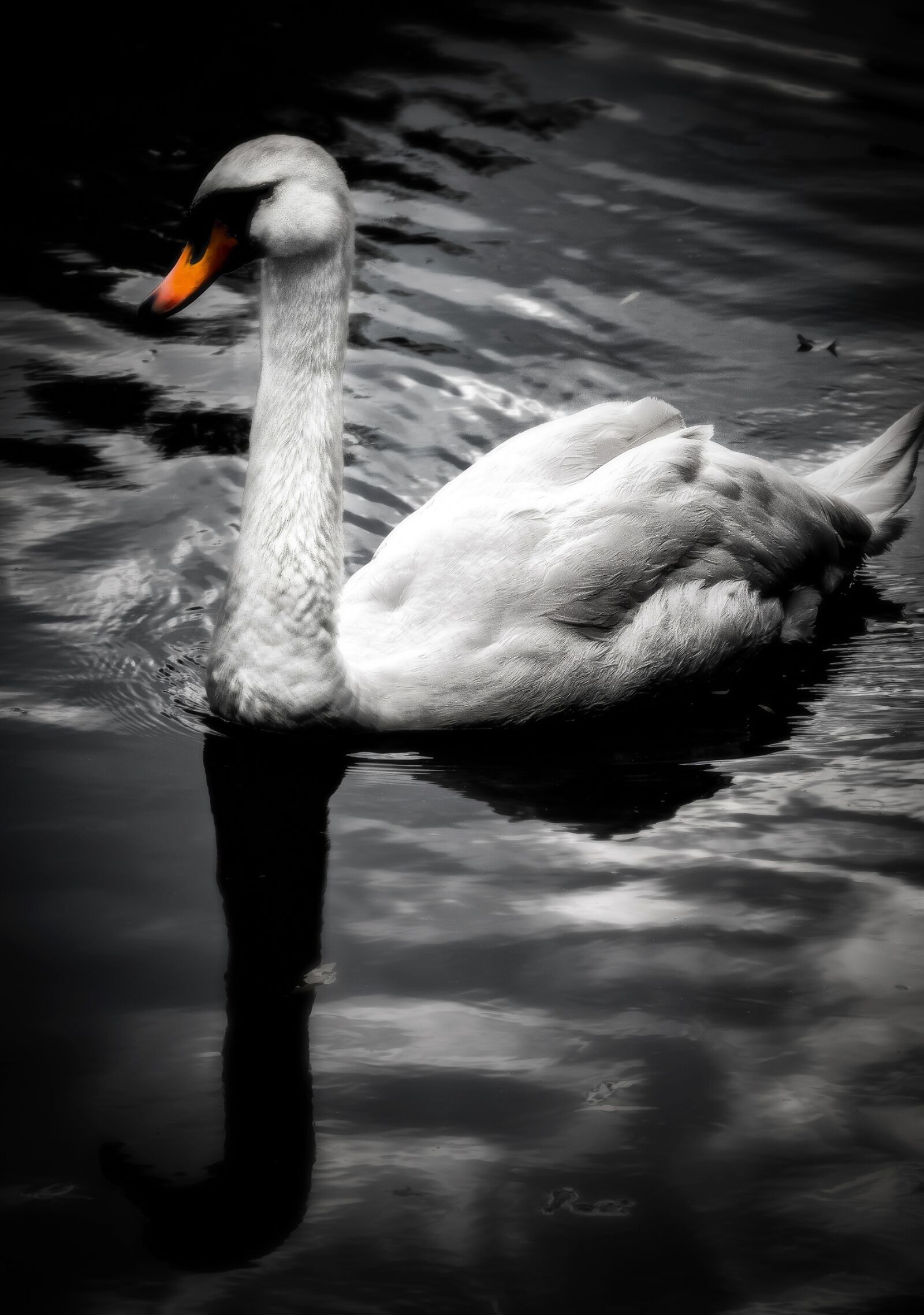 Canon EOS 70D sample photo. Swan, river, park photography