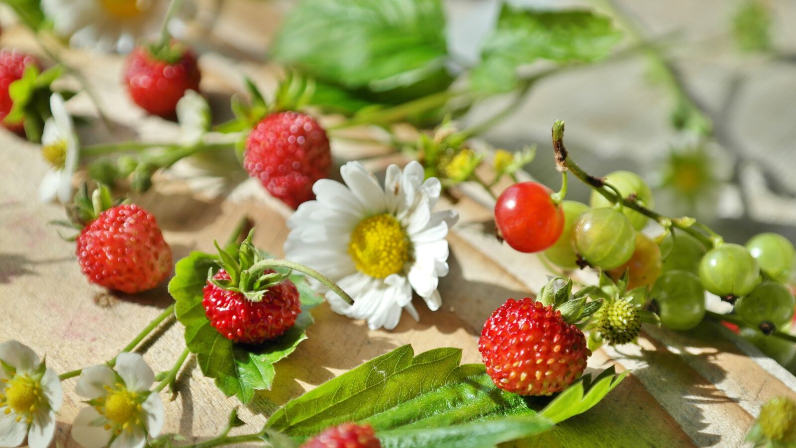 Samsung NX20 sample photo. Strawberries, wild strawberries, daisy photography