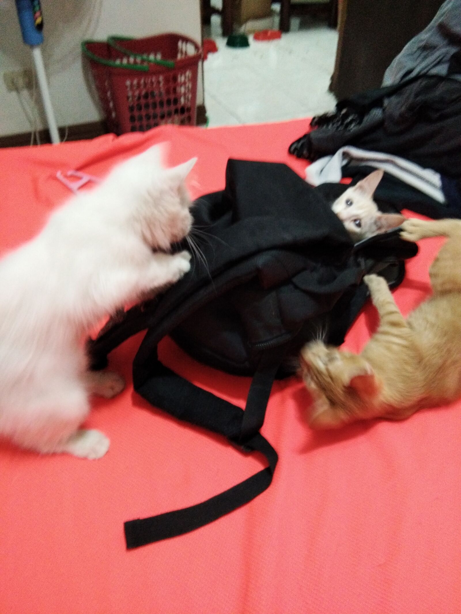 vivo Y55s sample photo. Three cats, cats playing photography