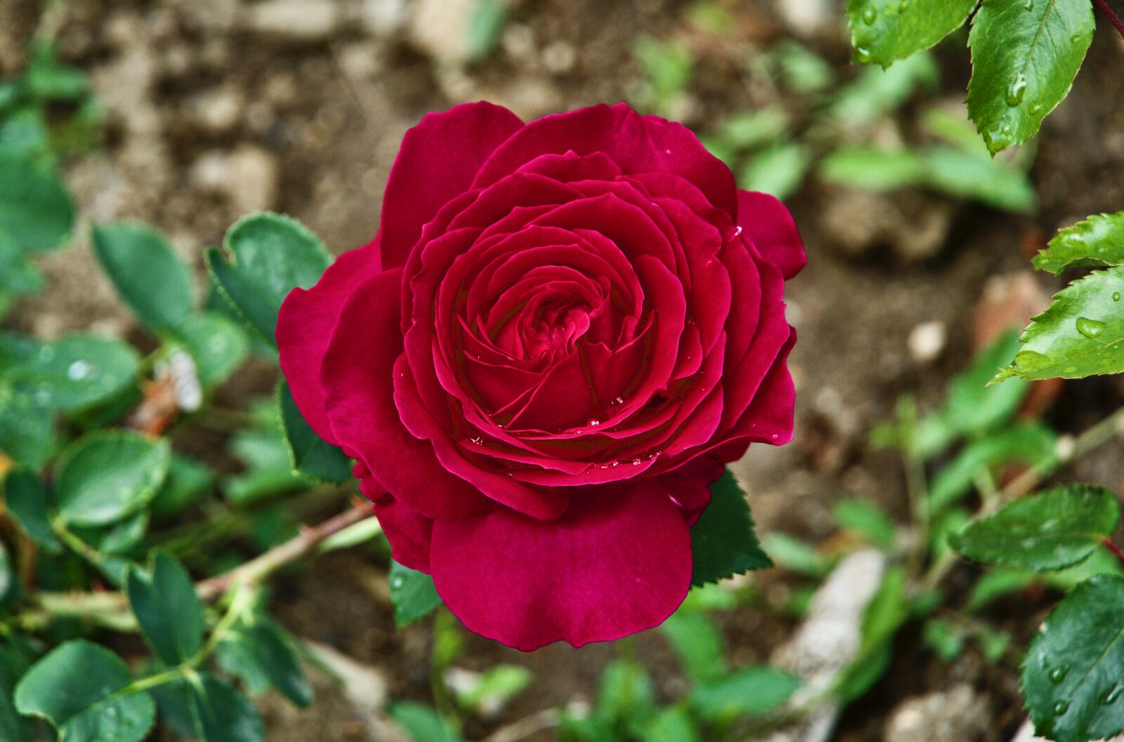 Sony a6500 sample photo. Red, rose, flower photography