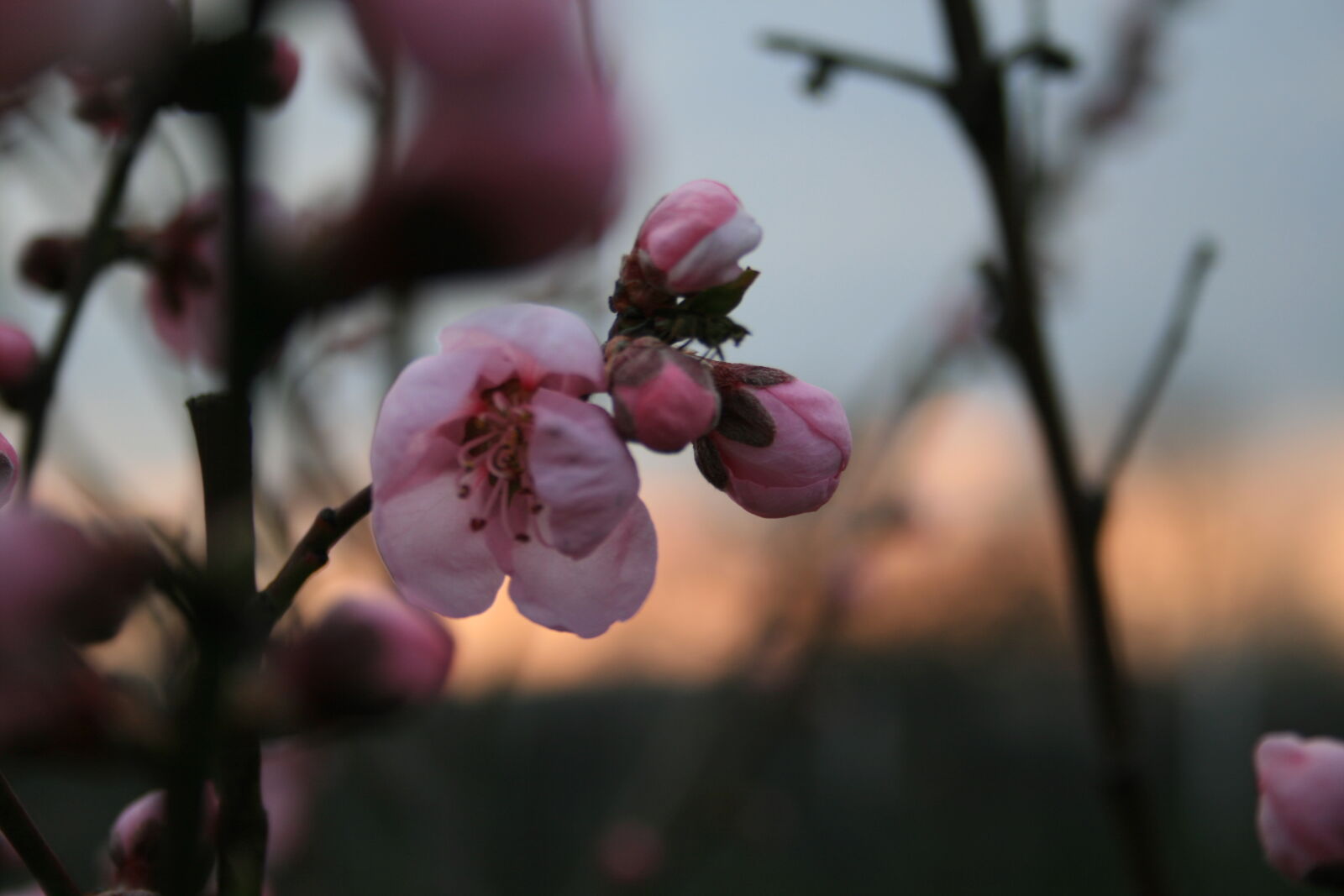 Canon EF-S 18-55mm F3.5-5.6 II sample photo. Photography photography