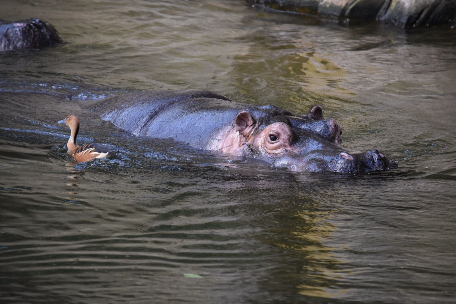 Nikon D7200 sample photo. Hippopotamus, hippo, mammal photography