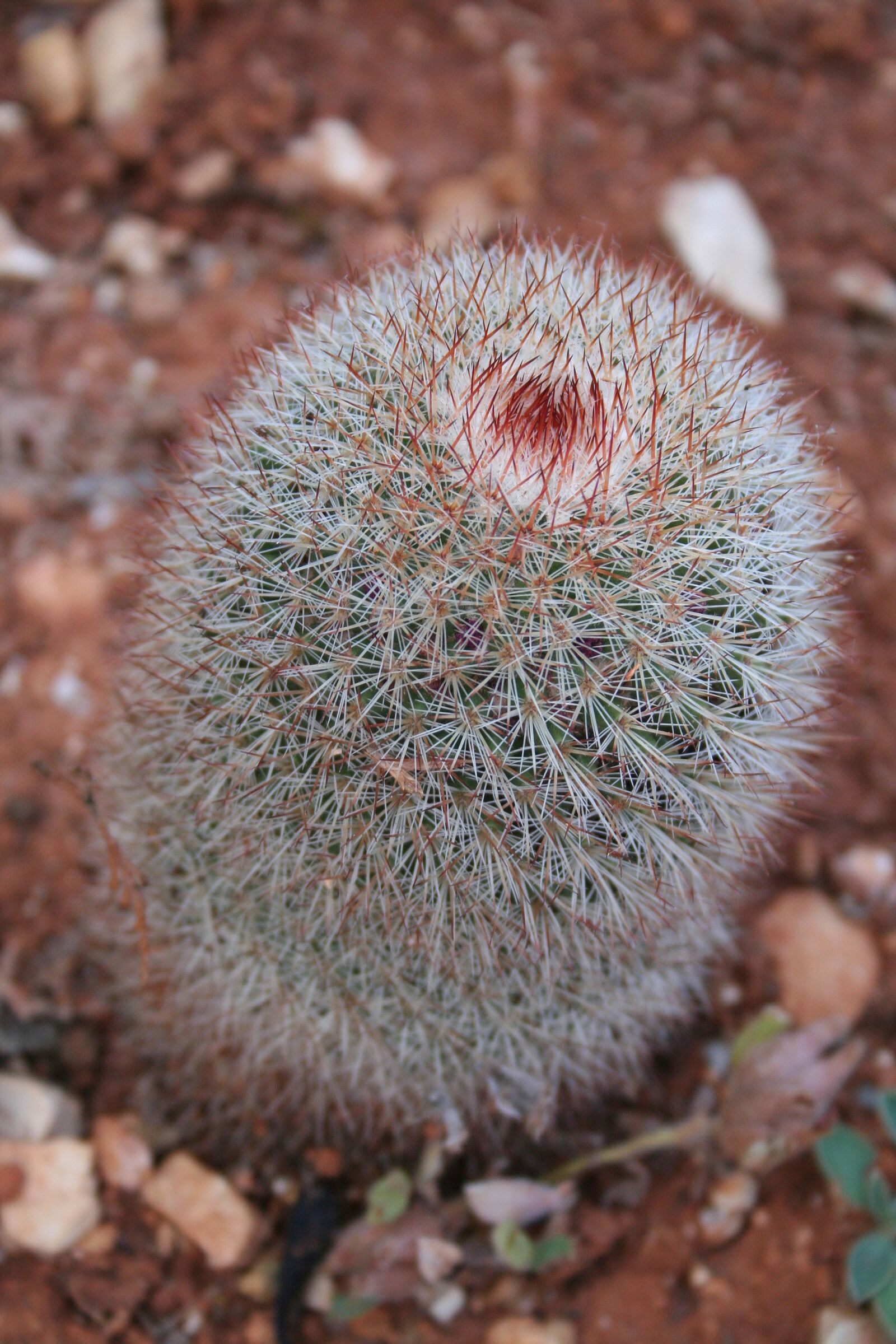 Canon EOS 350D (EOS Digital Rebel XT / EOS Kiss Digital N) sample photo. Cactus, tropical, tropics photography