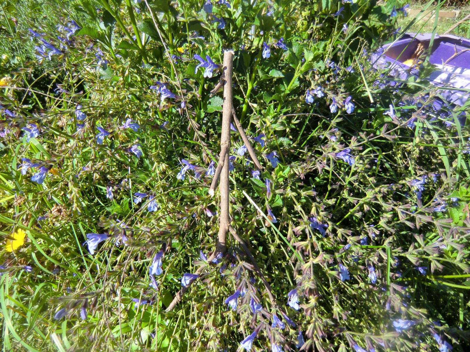 CASIO EX-H15 sample photo. Stick, green, nature photography
