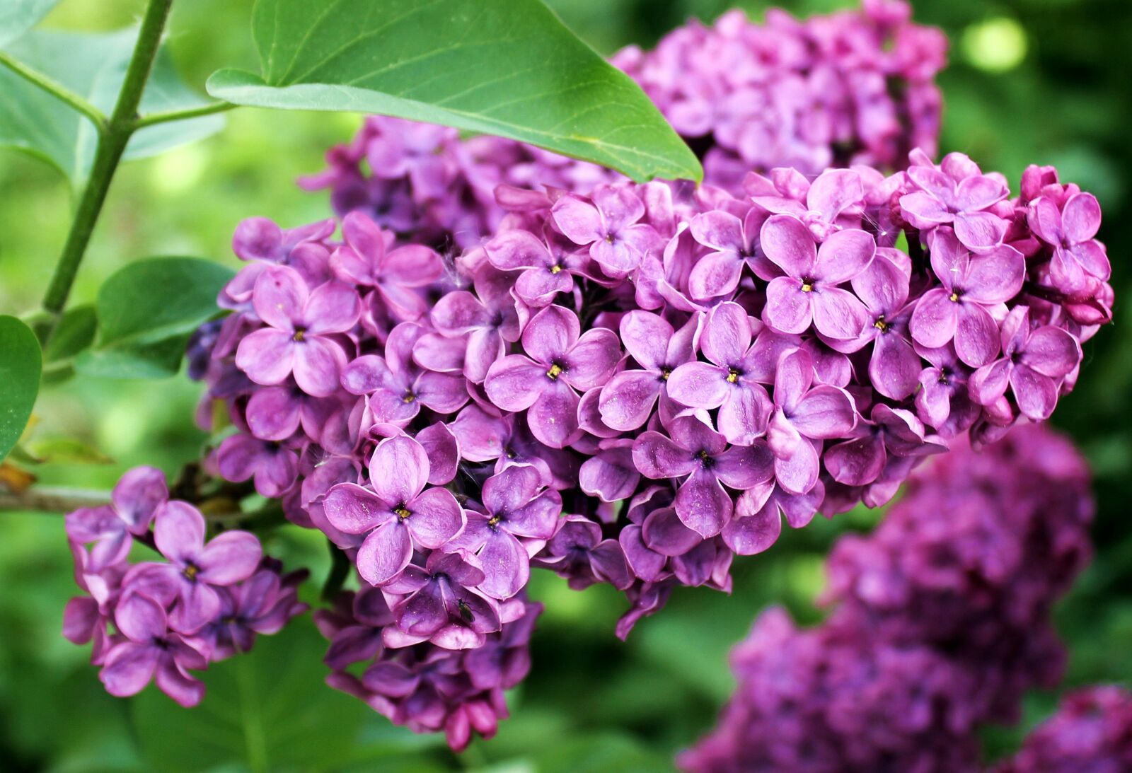 Canon EOS 550D (EOS Rebel T2i / EOS Kiss X4) sample photo. Lilac, spring, summer photography