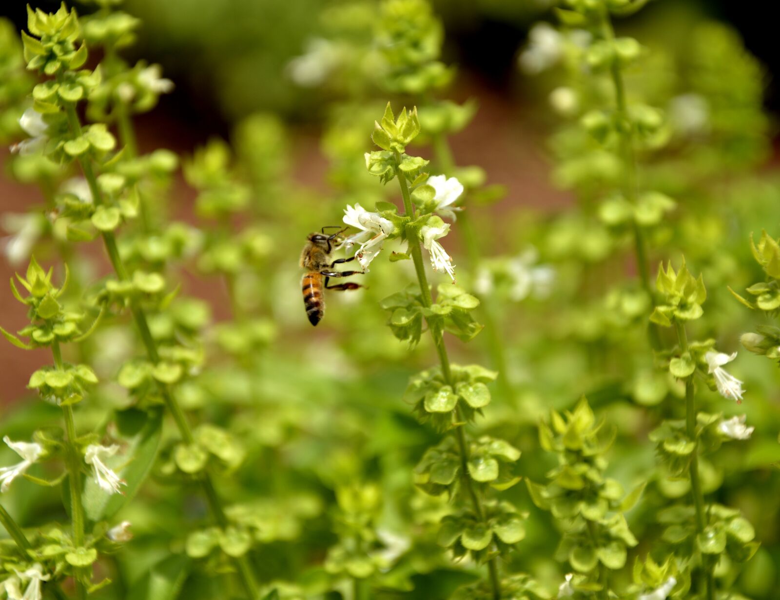 Nikon D7100 sample photo. Bee, nature, basil photography