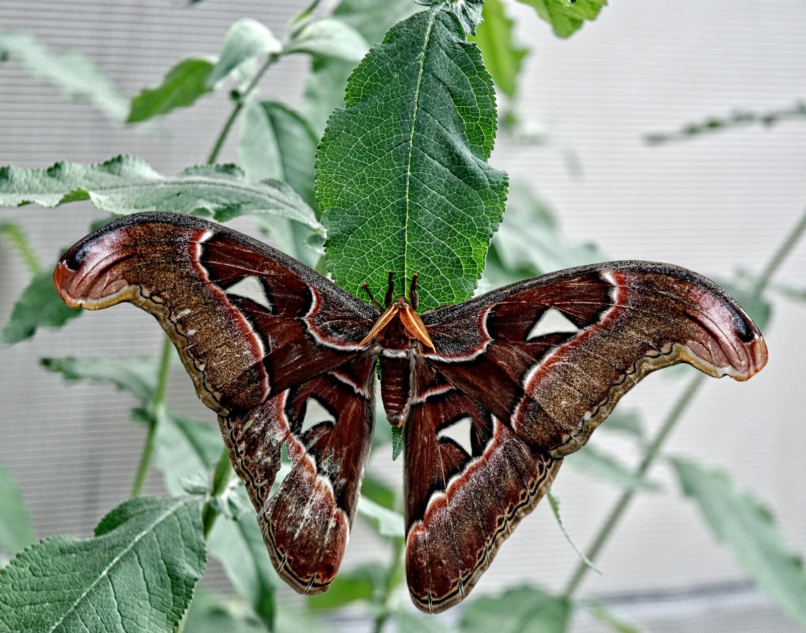 Nikon D80 sample photo. Attacus, atlas, moth photography
