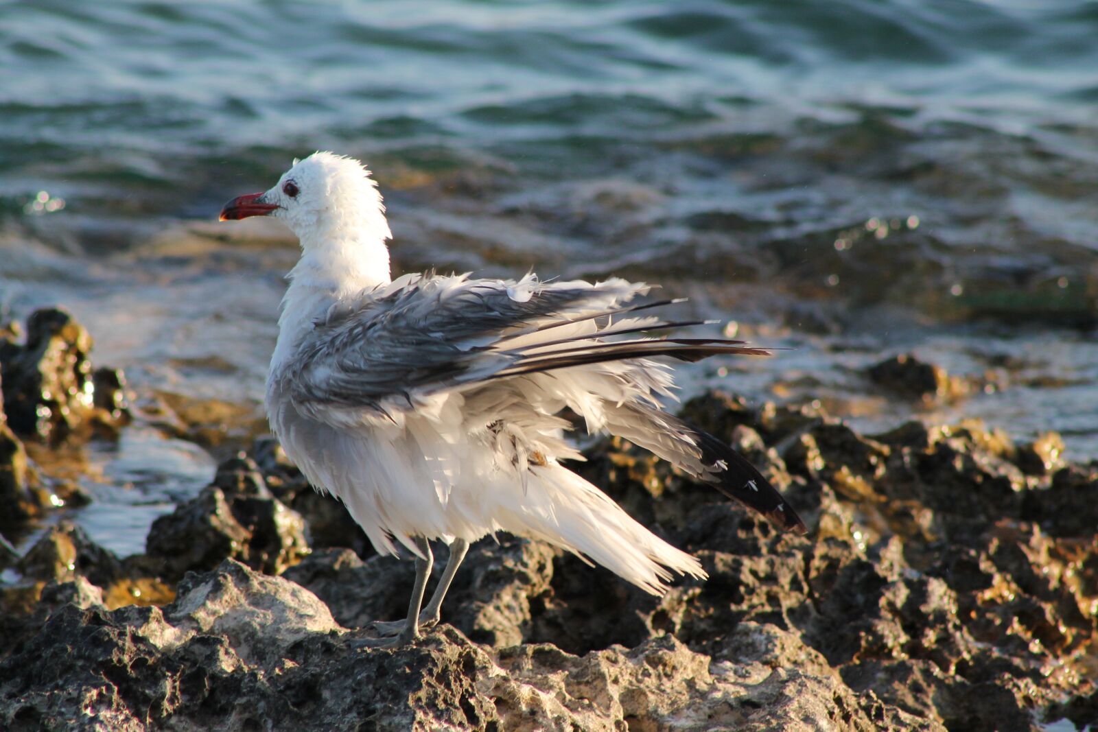 Canon EF75-300mm f/4-5.6 sample photo. Seagull, wet, bird photography