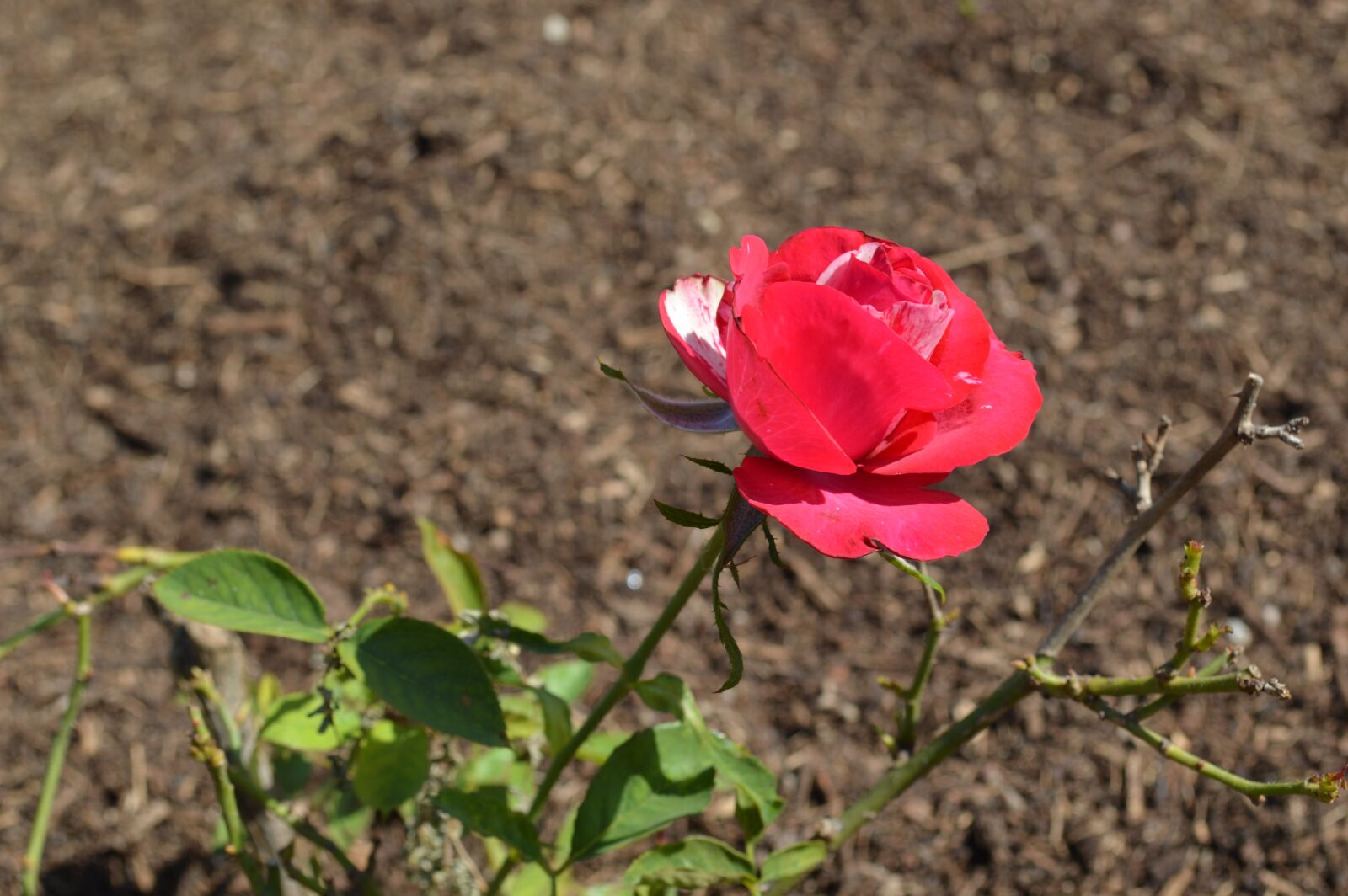 Nikon D3200 sample photo. Rosa, flower, color pink photography