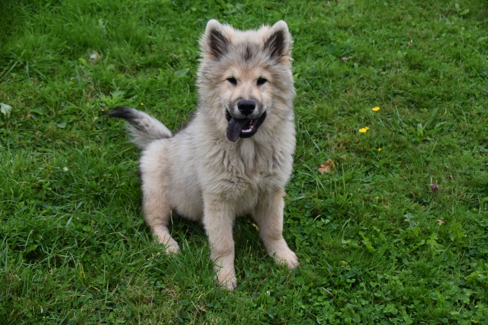 Nikon D5600 sample photo. Dog, young dog eurasier photography
