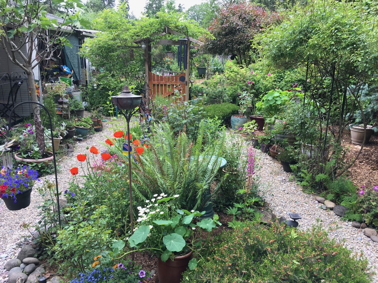 Apple iPhone 6s sample photo. Garden, summer, flowers photography