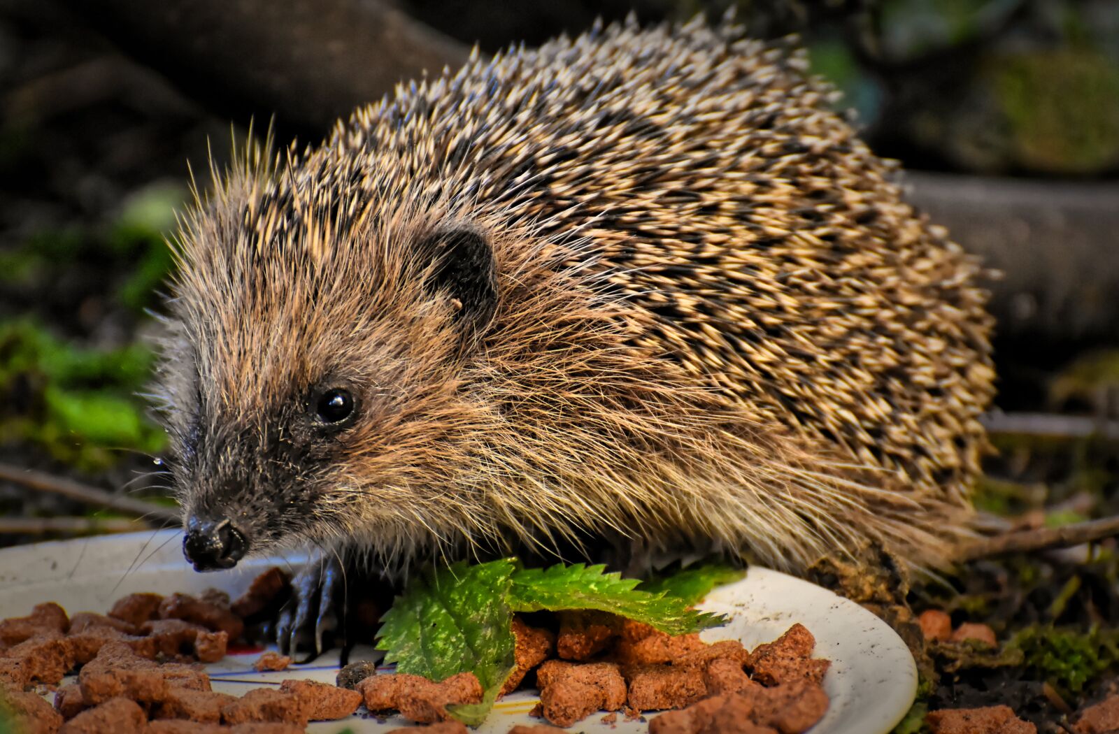 Nikon D7200 sample photo. Hedgehog, animal, spur photography