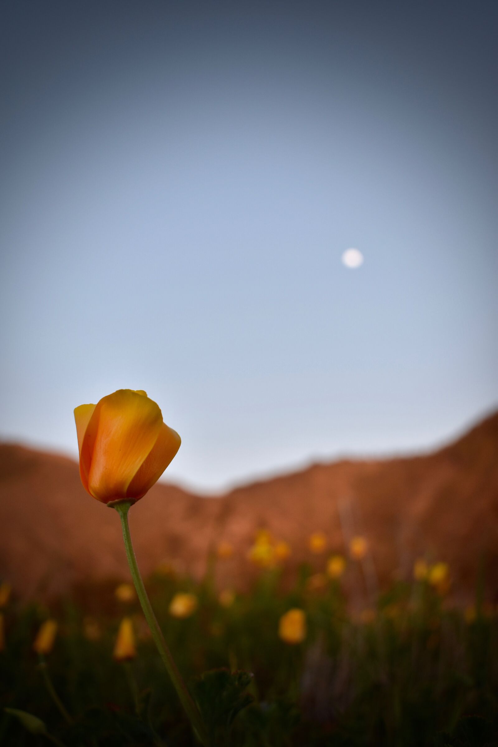 Nikon D3400 sample photo. Flower, nature, sky photography