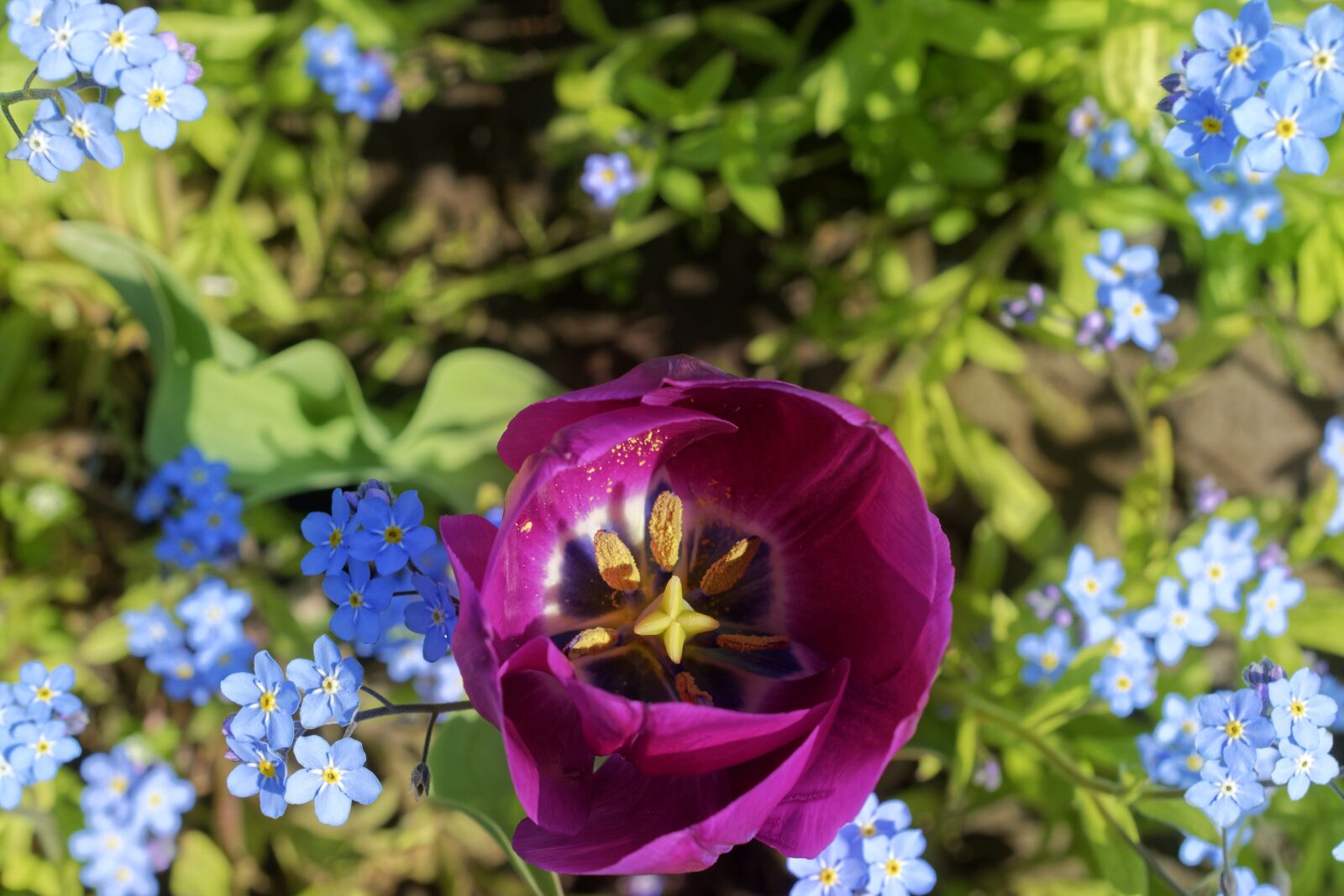 Nikon D5300 sample photo. Flower, flowers, tulip photography