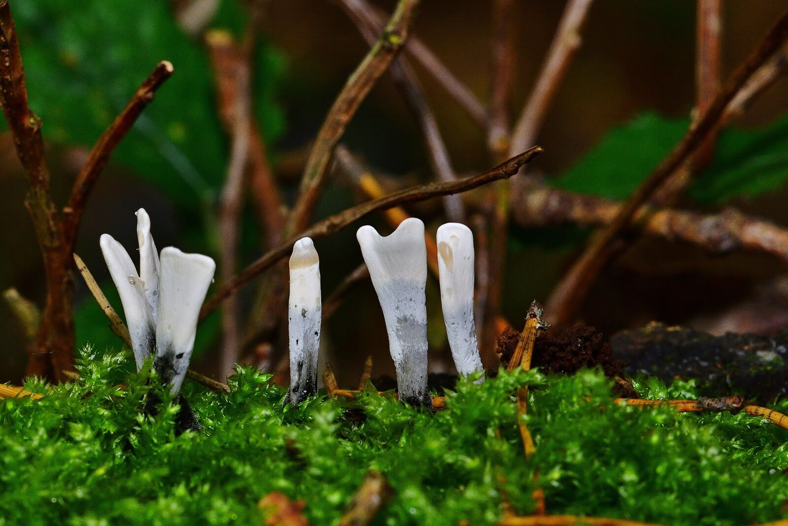 Nikon D5200 sample photo. Forest, nature, calocera viscosa photography