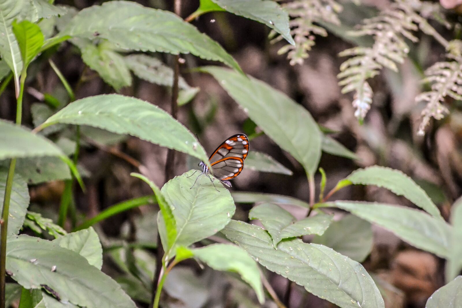 Nikon D3100 sample photo. Costa rica, central america photography
