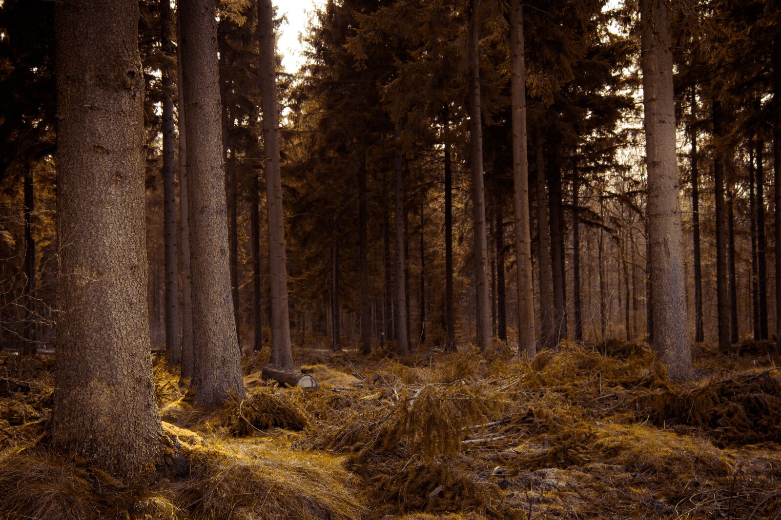 Canon EOS 80D sample photo. Golden, forest, fantasy photography