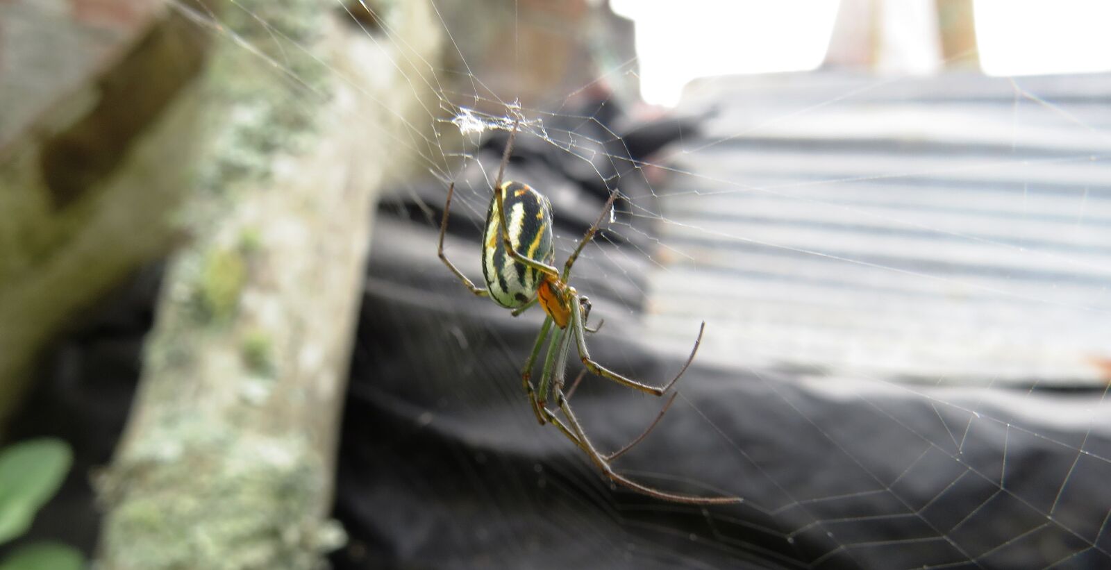 Canon PowerShot SX50 HS sample photo. Nature, insects, spider photography