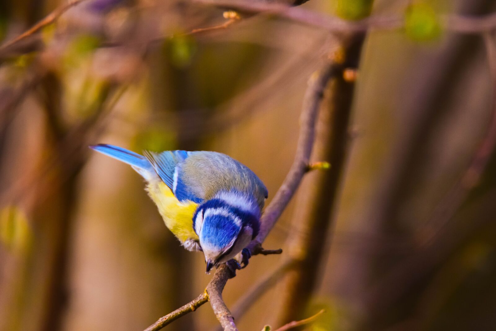 Tamron SP 150-600mm F5-6.3 Di VC USD sample photo. Bird, nature, tit photography